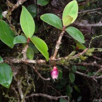Medinilla fuchsioides Gardner